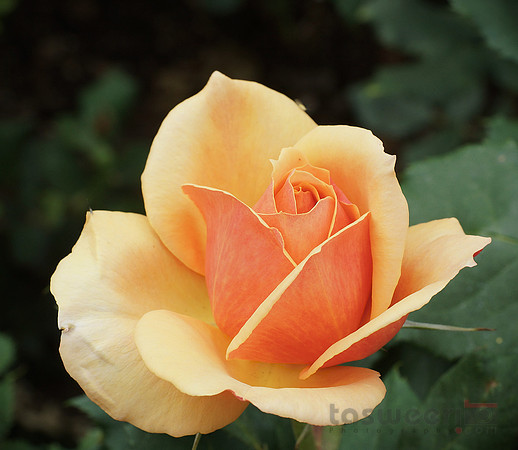 Roses in Butchart Gardens
