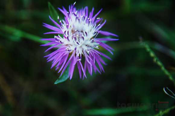 Purple Milk Thistle