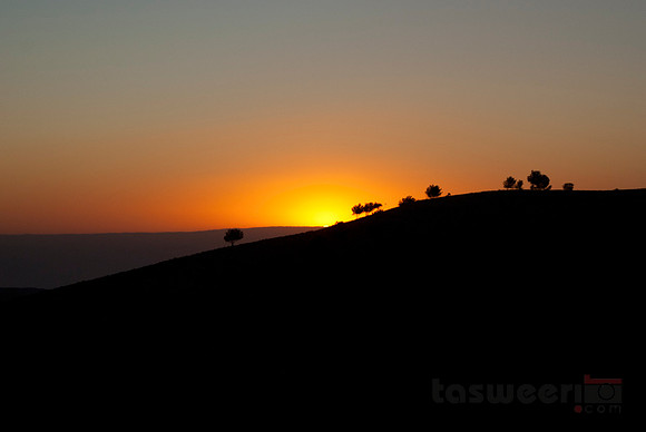 Lone Trees at Sunset