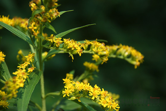 Goldon Rod Flowers