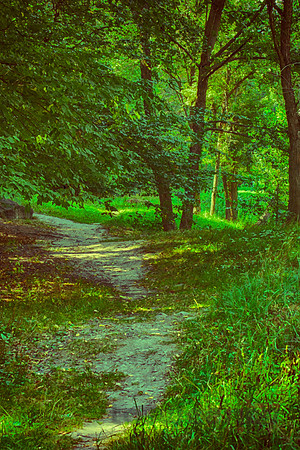 A Ukranian Forest