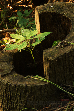 New within the heart of Old