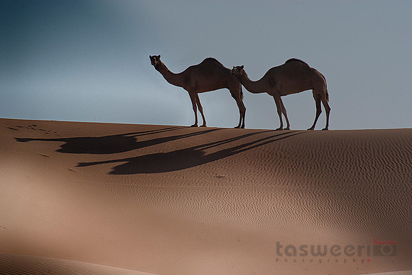 Ships of the Desert Passing Through