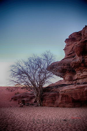 Lone Tree