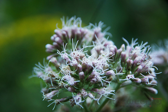 Exotic White Flower without Petals