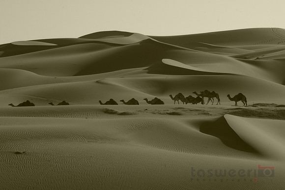 Ships of the Desert Passing Through