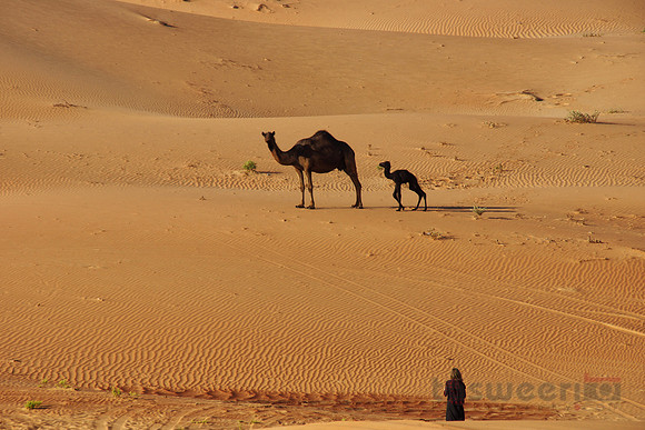 Mother and Calf