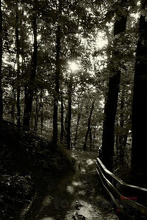 Forest Trail at Sunset