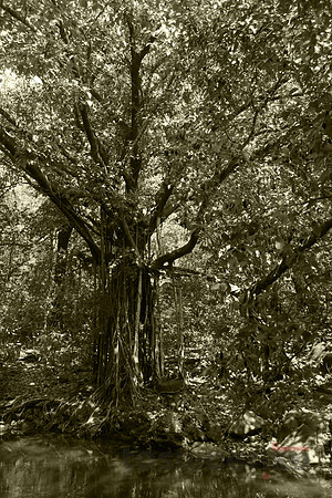 Tree of Life
