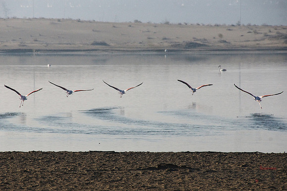 Flight