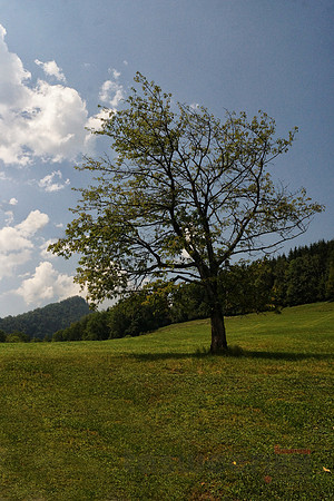 Lone Tree