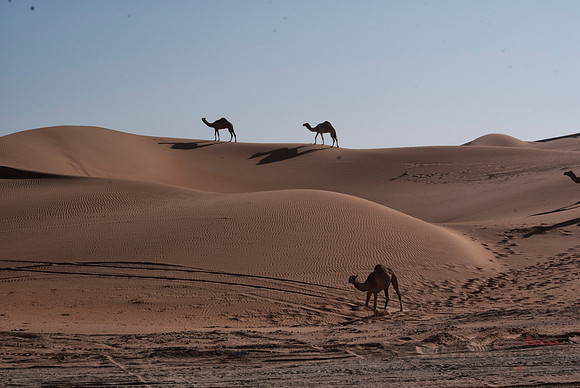 Ships of the Desert Passing Through
