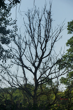 Leaveless Tree in the Middle of the Summer