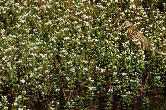 Blended in the Meadows
