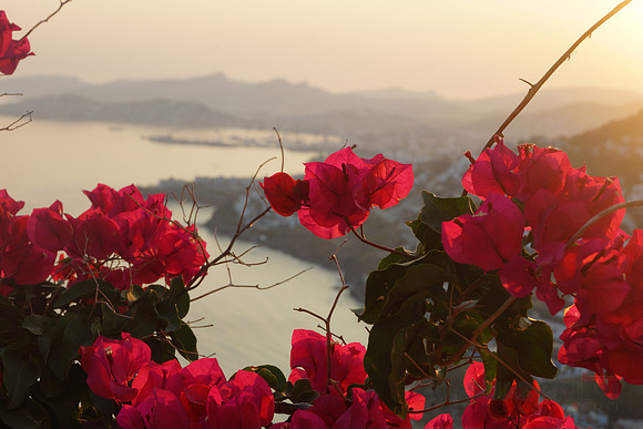 Morning Freshness with Bougainvillea Flowers