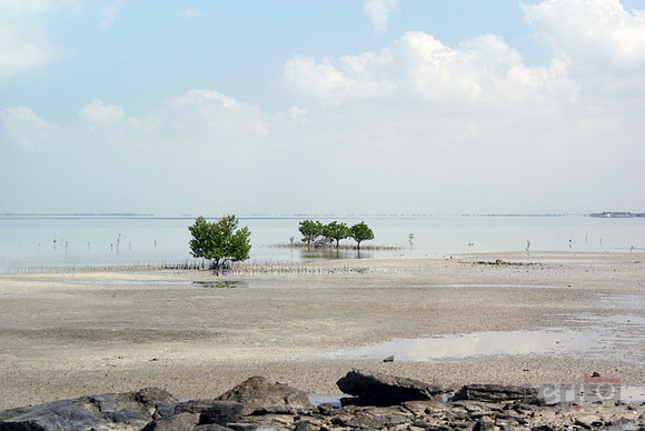 Four Mangrove Trees
