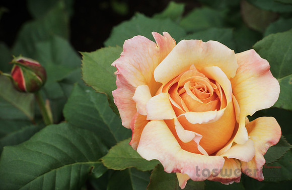 Roses in Butchart Gardens