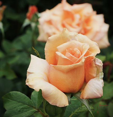 Roses in Butchart Gardens