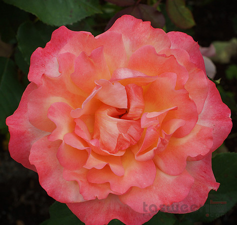 Roses in Butchart Gardens
