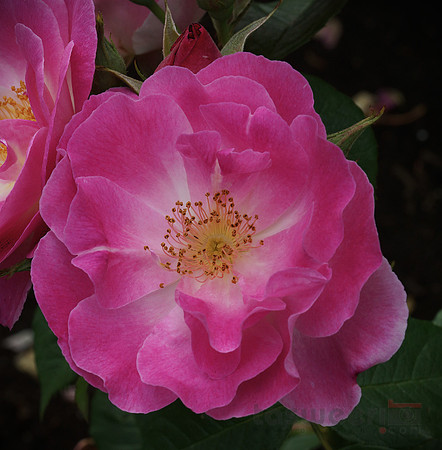 Roses in Butchart Gardens