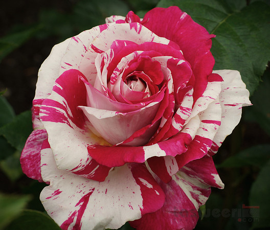 Roses in Butchart Gardens