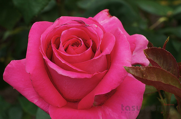 Roses in Butchart Gardens
