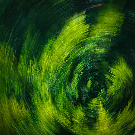 The Whirling Darwish - Crazy Covid Lockdown
