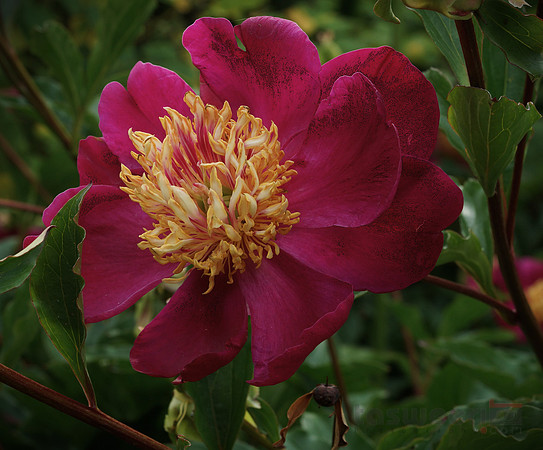 Flowers in Butchart Gardens