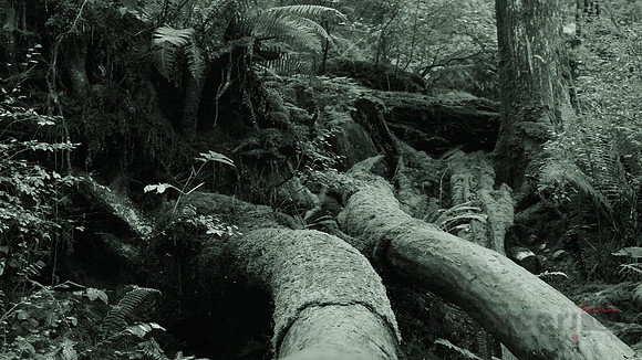 The tree's arm holding us in balance
