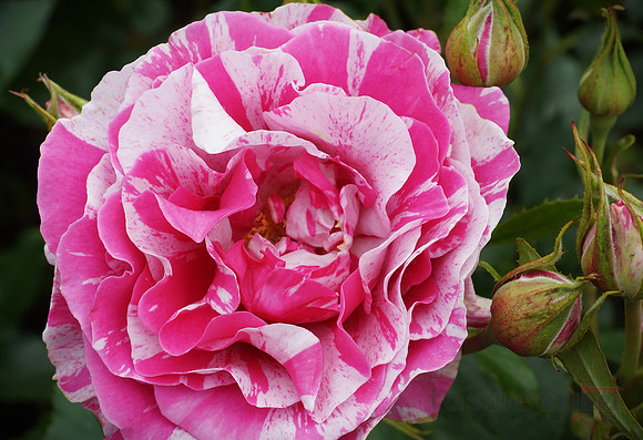 Roses in Butchart Gardens