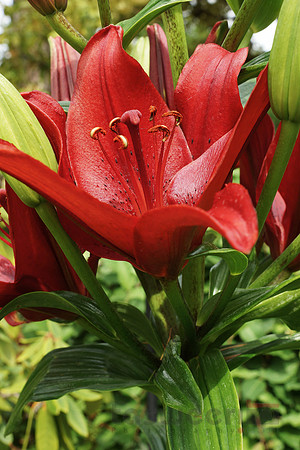 Lilleys in Butchart Gardens
