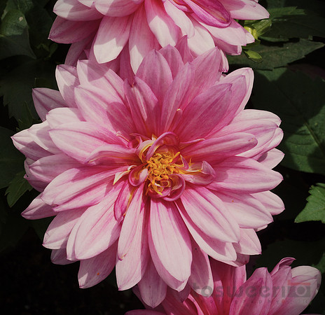 Flowers in Butchart Gardens