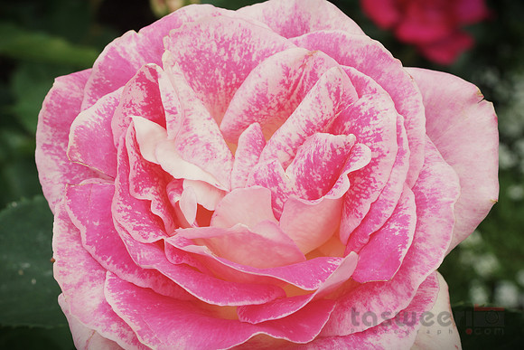 Roses in Butchart Gardens