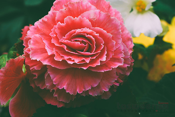 Roses in Butchart Gardens