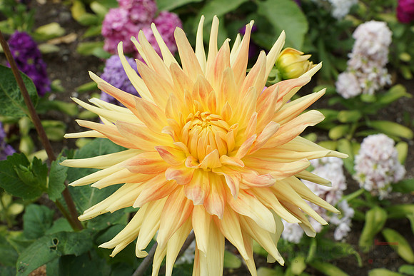 Flowers in Butchart Gardens