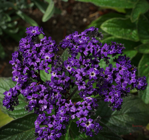 Flowers in Butchart Gardens