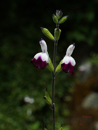 Flowers in Butchart Gardens